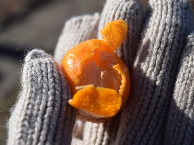 四季成りミカン