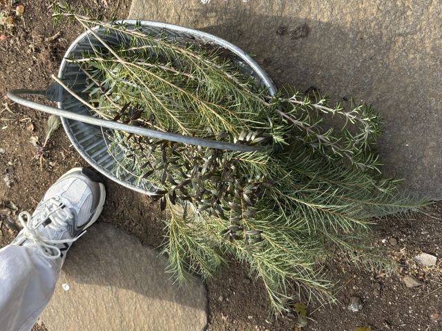 常緑のハーブでスワッグ作り