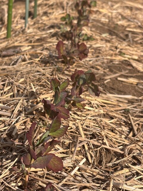 ツタンカーメンえんどう