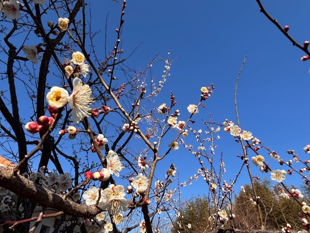 見ごろを迎えた梅の花