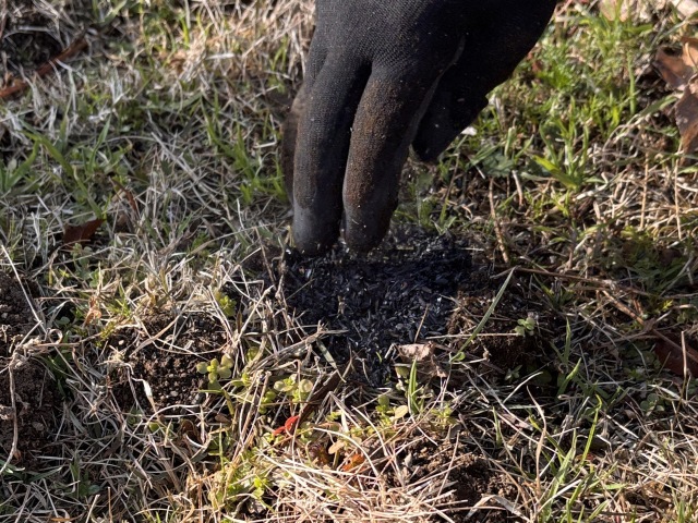 モグラの穴に燻炭を入れています