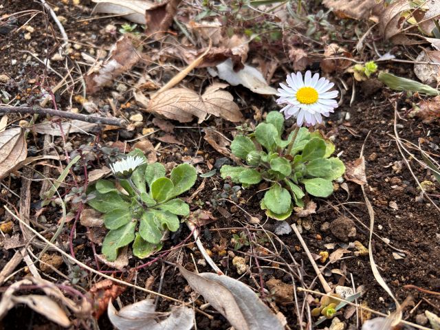 イングリッシュデージー