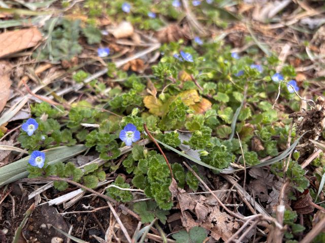 オオイヌノフグリ