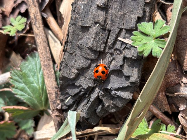 テントウムシ発見！