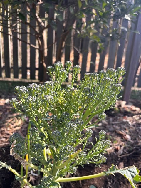 スティックブロッコリー