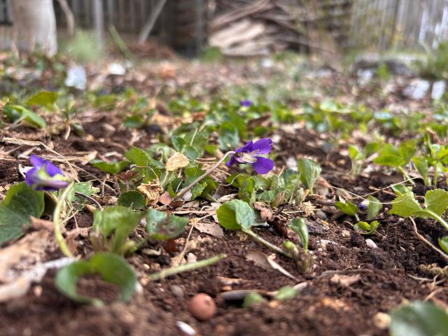 スイートバイオレット