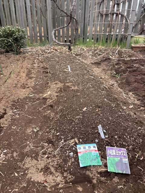 シュンギクとコマツナの種まき