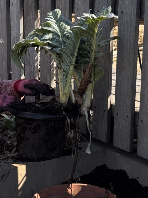 鉢からはみ出したアーティチョーク