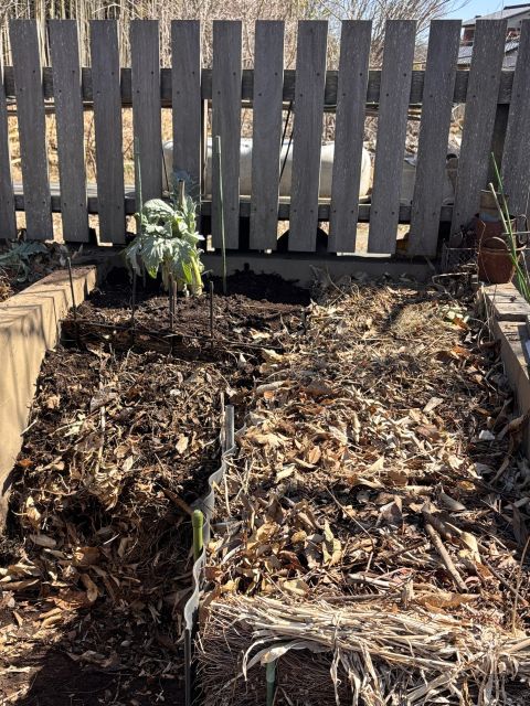 鉢からはみ出したアーティチョークをコンポストに直植えに