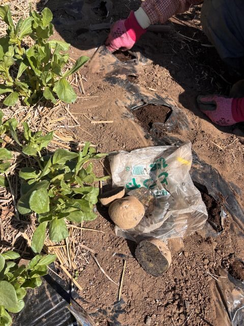 ジャガイモ植え付け