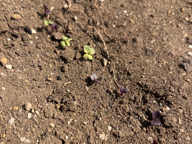 コマツナの発芽