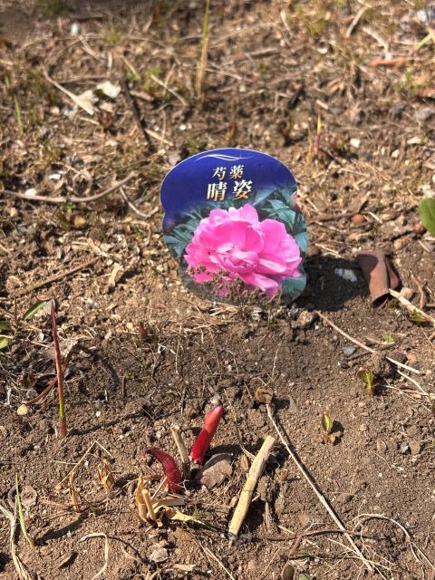 シャクヤクの芽