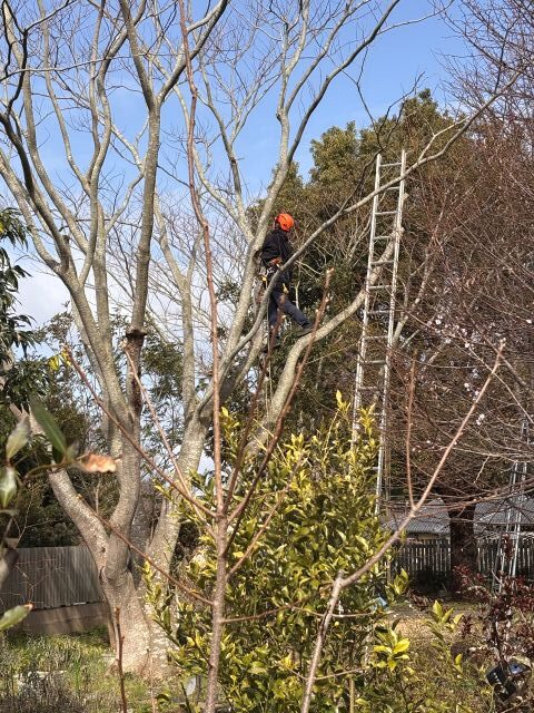 高木の剪定作業