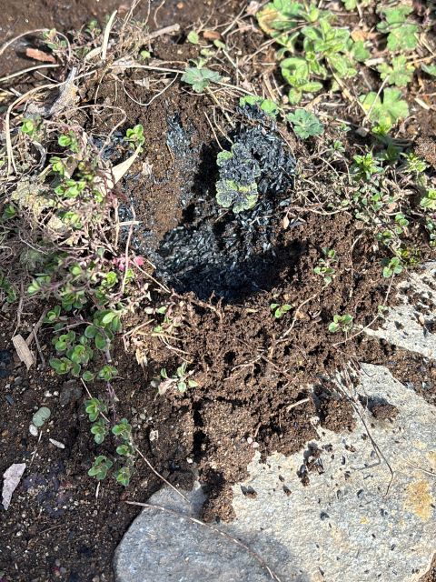 クリーピングタイム、モグラの穴