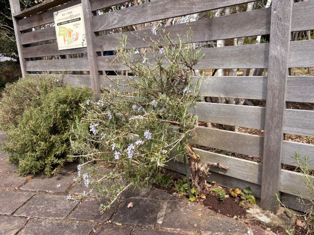 老木になったローズマリーの隣に幼苗植え付け