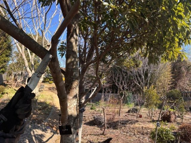 ニッケイの剪定