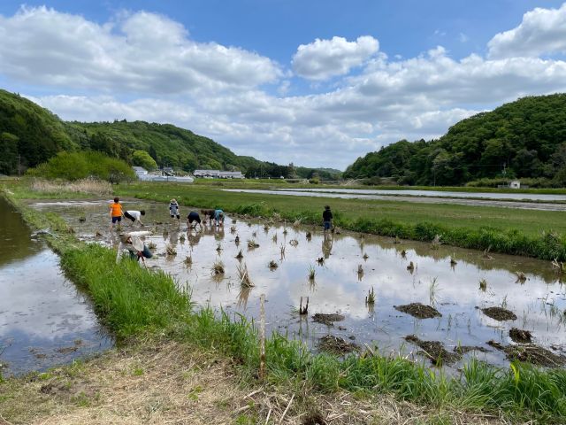 常陸大宮市の根本さんのマコモの田植え風景