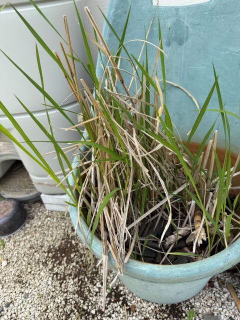 容器の中でひと冬を越したマコモ