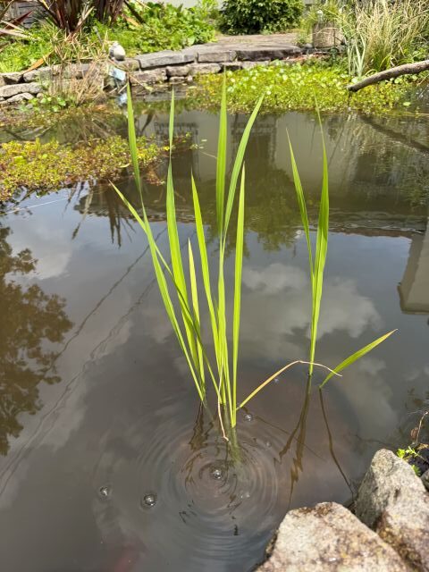 ハーブガーデンの池に植えたマコモ