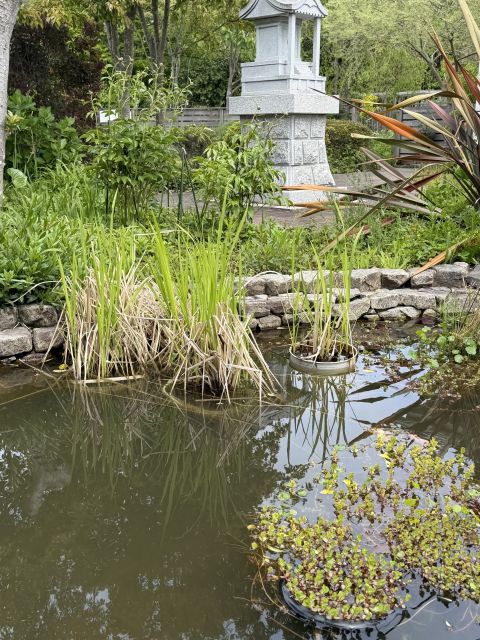 ハーブガーデンの池に植えたマコモ