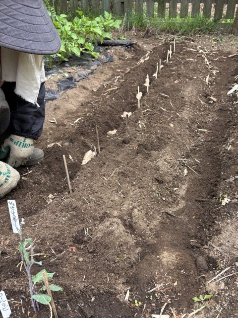 ショウガ植え付け