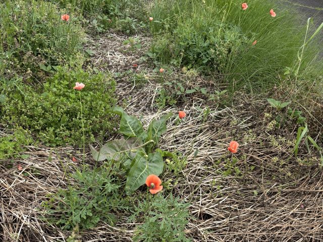 お隣の敷地に生えたナガミヒナゲシ