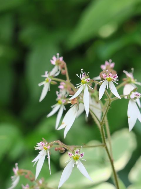 ユキノシタの花