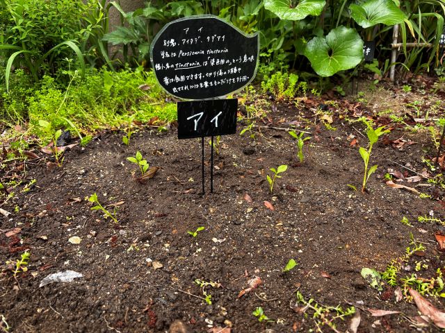アイを植えつけ
