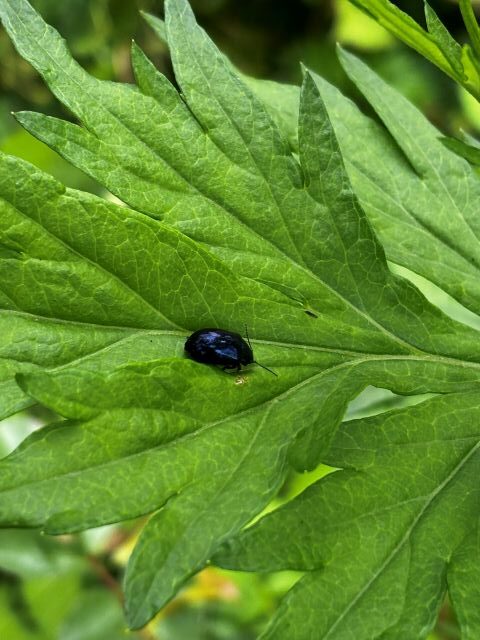 ヨモギにつくヨモギハムシ
