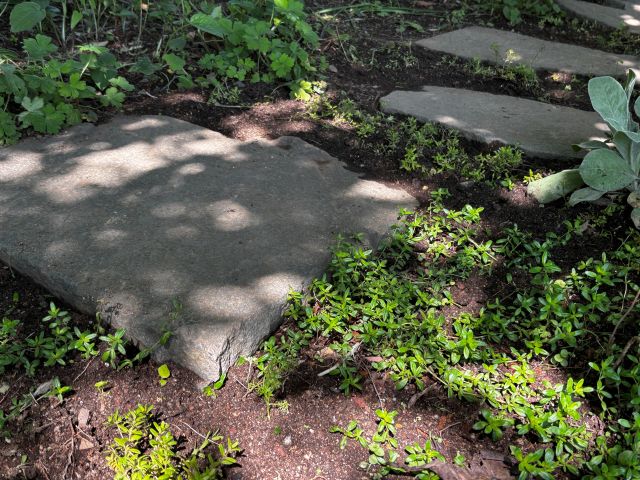 クリーピングタイムの植え付け