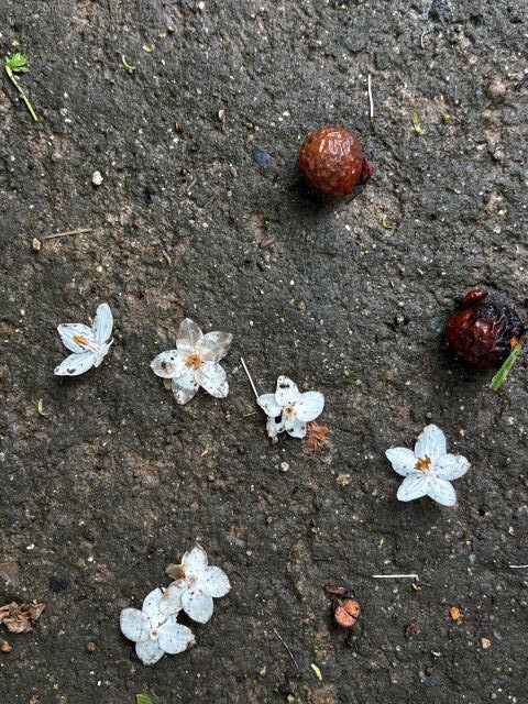 エゴノキの花とムクロジの果実