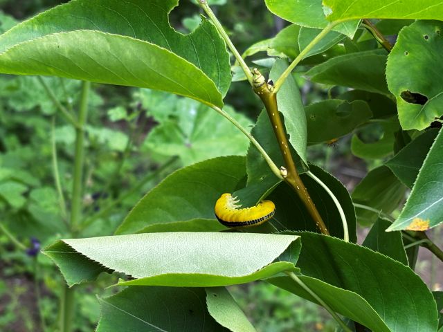 カキの葉を食べるナシアシブトハバチの幼虫
