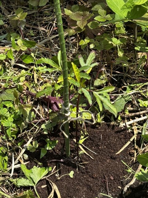ローゼル植えつけ