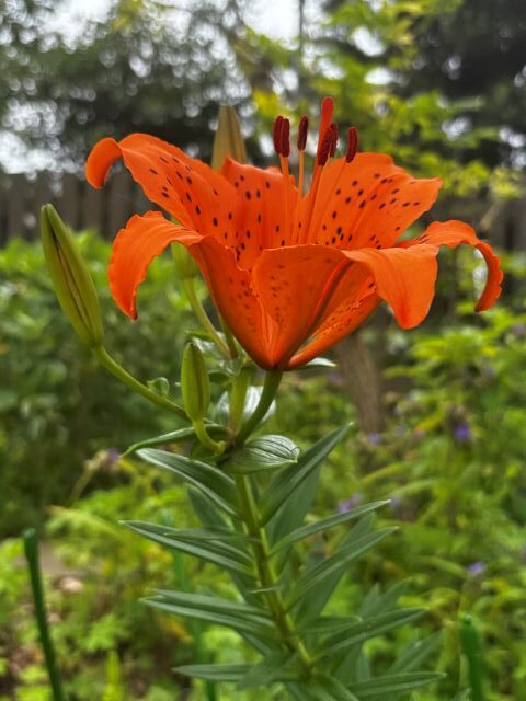 東海村の花スカシユリ