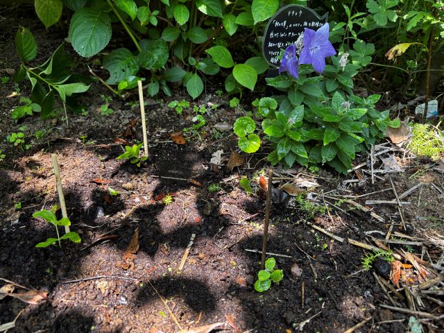 キキョウの苗を植えつけ