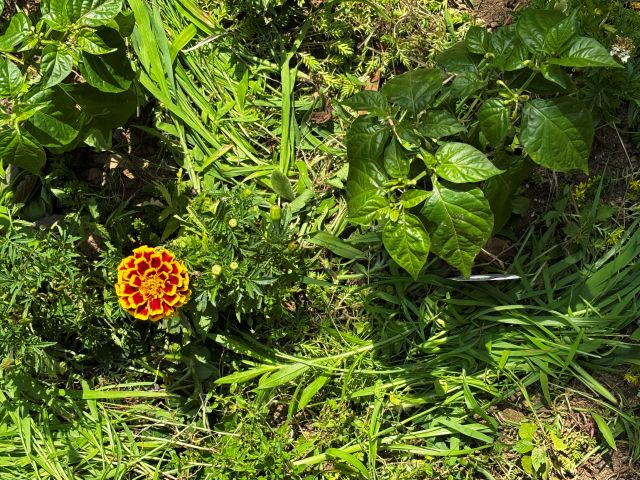 刈った草を土に敷く