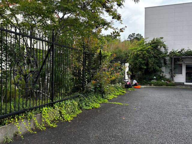 はみ出したアイビーの剪定