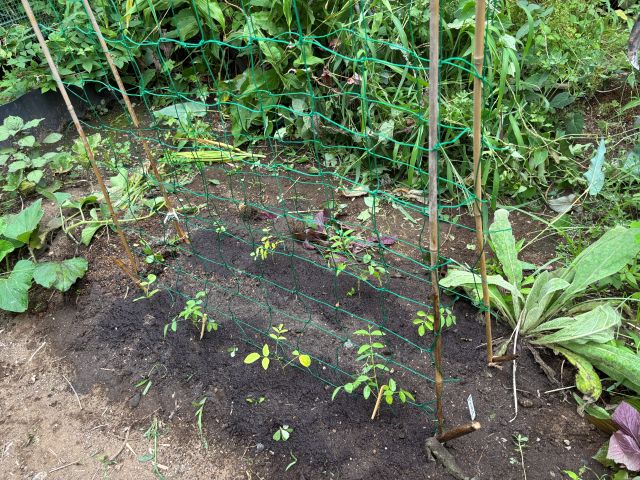バタフライピー植え付け