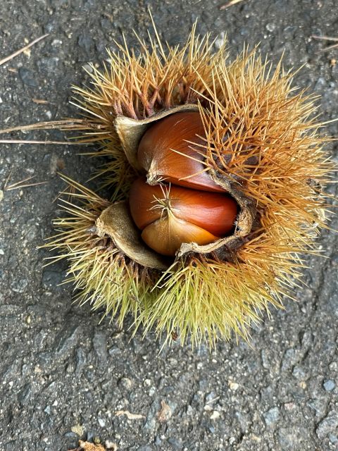 クリの実