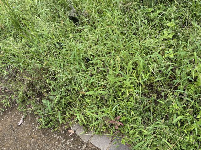 繁茂する草たち