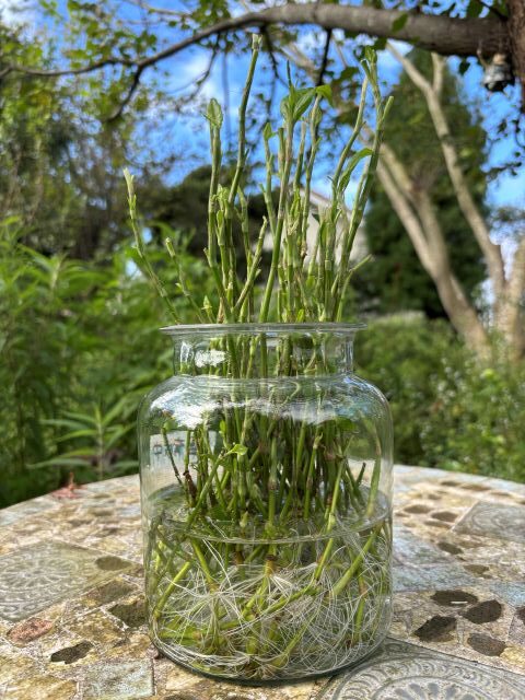 藍の茎から白い根がビッシリ