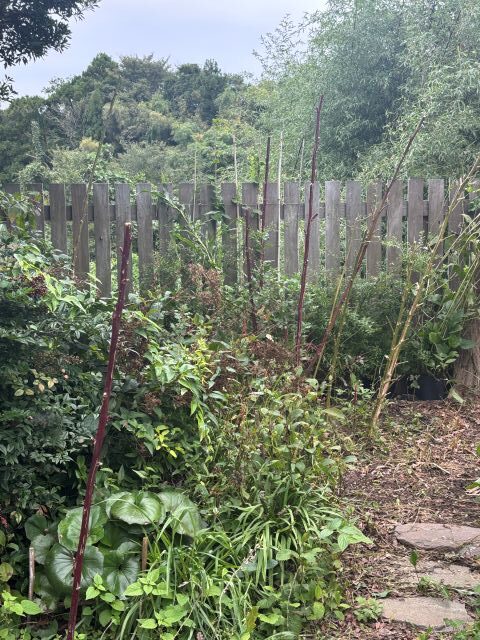 シロザ・アカザ。中心の茎だけに