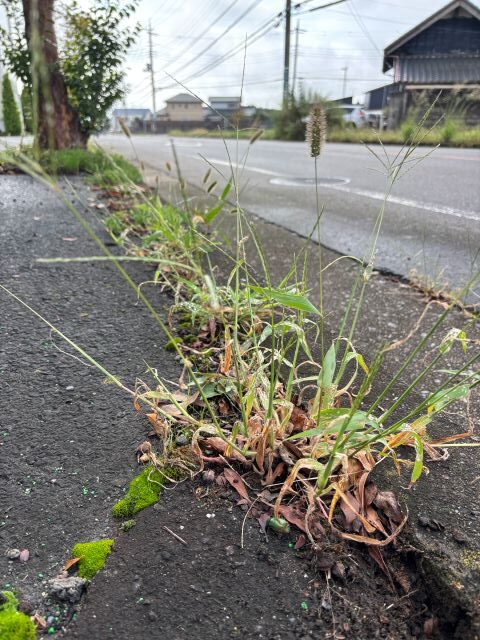歩道の割れ目に生えた草